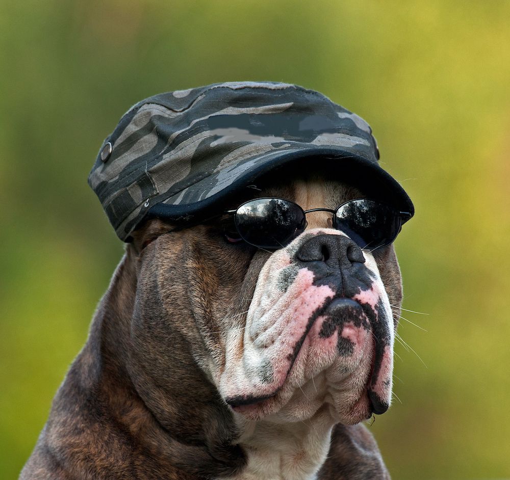 Behind Closed Doggie Doors 